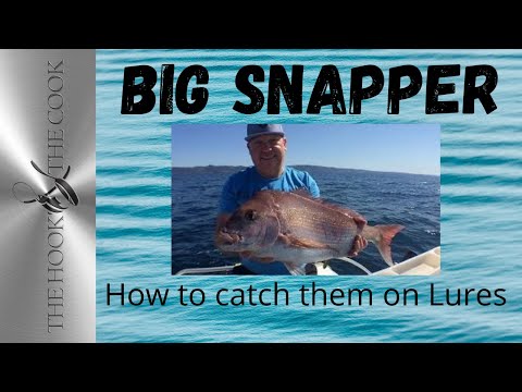 how to bleed snapper