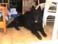 Hi I Am Lobo