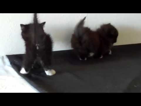 Napoleon and Munchkin Kittens playing