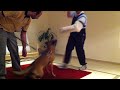 Click here to watch this video Maggie bark and hold sitting down 1