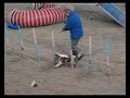 Video Cavaliere King Charles Yverdon Video Cavaliere King Charles Yverdon