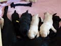 Pups Feeding
