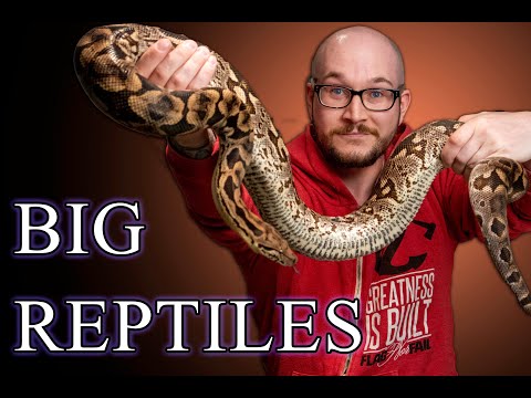 YouTube reptile video
