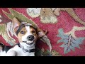 Funny Smiling Dog