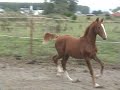 PANACHE AVIATOR - Hackney Horse colt/gelding PANACHE AVIATOR - Hackney Horse colt/gelding