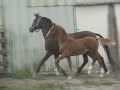 PANACHE AVIATOR - Hackney Horse gelding SOLD