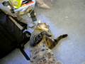 Lazy cat plays dead