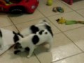 Bloomsbury Chihuahua puppies 10 weeks
