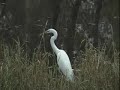 Egret Tries to Eat a Snake