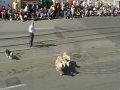 NICE DOG HE GO IT