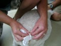Yvette the Poodle Multiple Cyst Extractions Part 1