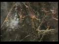 Super spiderweb