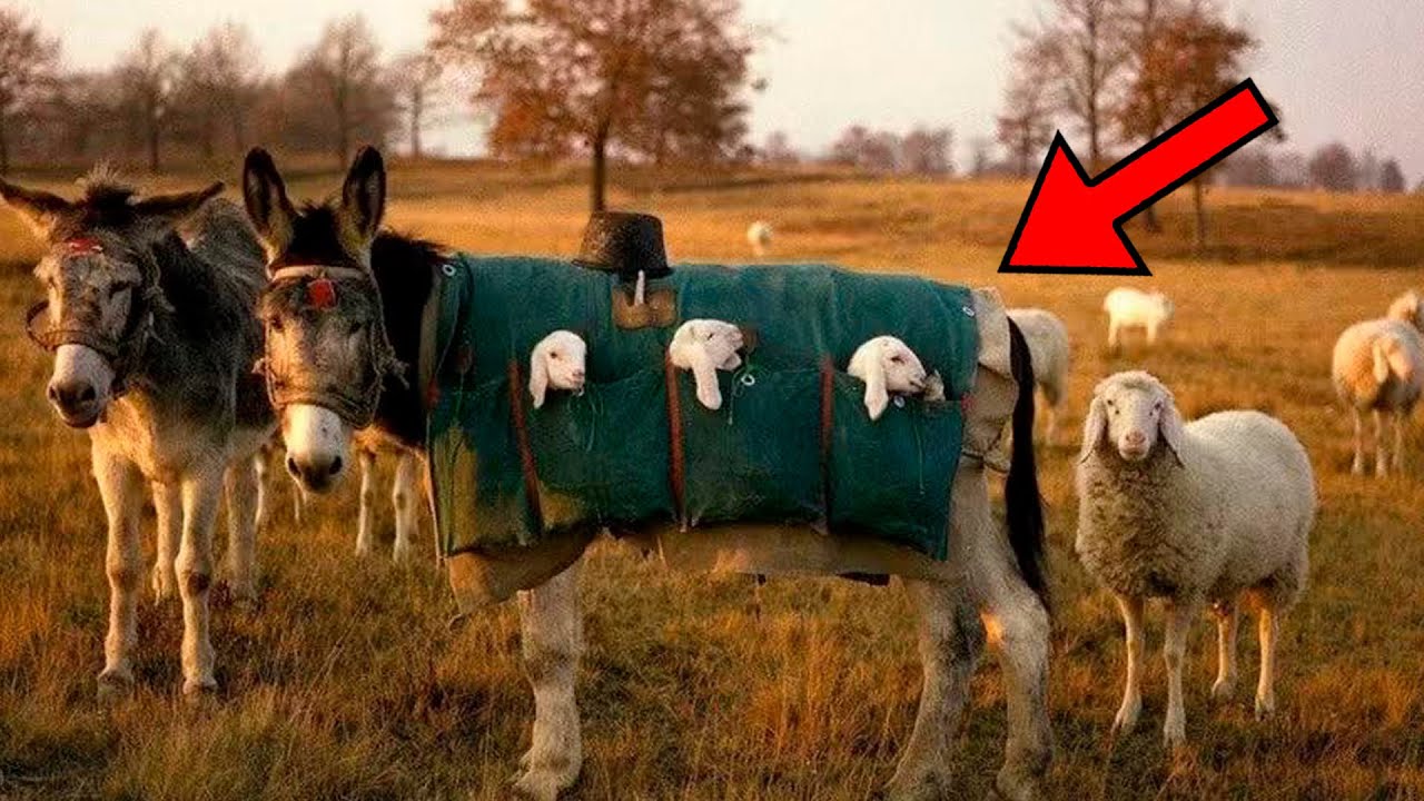 Burros viraram babás de cordeiros por um motivo impressionante