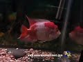 RG0828 -- 5.5\" UNIQUE KAMFA -- www.aquaticwonderland.com