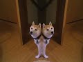 Shiba Inu haaaha