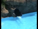 ESPLAI Somriure: Piscina Vedat 2008