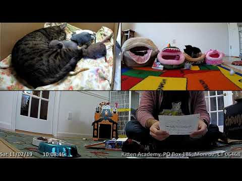 動画