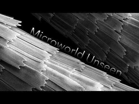 Microworld Unseen: Chapter 01 Pale Grass Blue