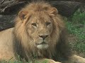 Valley No Stranger to Narco Pets, Unwanted Tigers