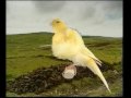 Naturaves - (Postura) Rizado del Norte (2).avi