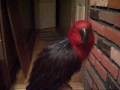 videos de Pheonix Randomness