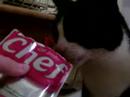 tomy needs wet food! tomy needs wet food!