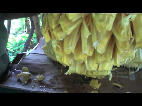 how to harvest jackfruit