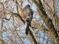 Sparrowhawk Priory Country Park Sparrowhawk Priory Country Park