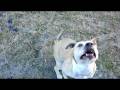 Bruiser acting the fool