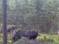 Moose
