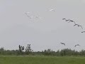 Opvliegende lepelaars en grauwe ganzen
