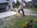 AMSTAFF TURBO AMSTAFF TURBO