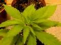 Himalaya Gold Skunk ( 14 days )
