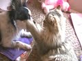 Cat and Dog at Play Cat and Dog at Play
