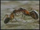 Kropotkin on ants & mutual aid Kropotkin on ants & mutual aid