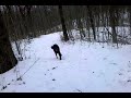 I uploaded a YouTube video -- Abbee running around. http://youtu.be/hnmVv3QXbYQ?a