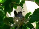 Humming bird nest March 24 2007
