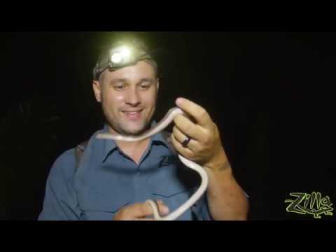 YouTube reptile video
