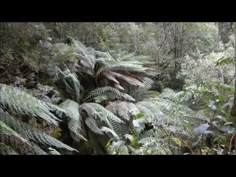 how to transplant australian tree fern