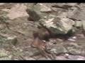 Wolverine Rendevous Video