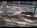 Pit Bull Training