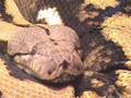 Longest-Snake-Tornad