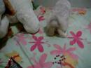 Vanilla the Satin Angora Rabbit hoping Vanilla the Satin Angora Rabbit hoping