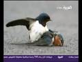 العصفور الذي أبكى العالم
