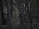 forest walk
