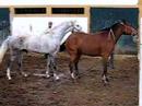 Accouplement de chevaux - Horse mating (Portugal)