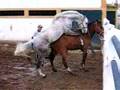 Accouplement de chevaux - Horse mating (Portugal)