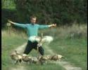 danse avec les oiseaux 3