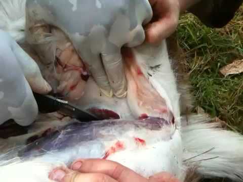 how to properly gut a buck