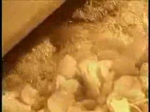how to grow potatoes ppt